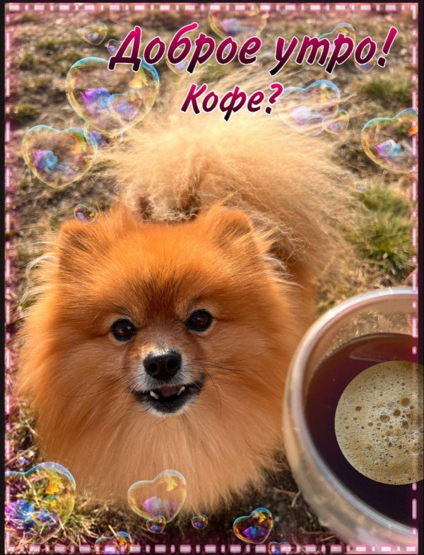 шпиц померанский