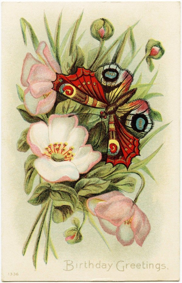 бабочка павлиний глаз