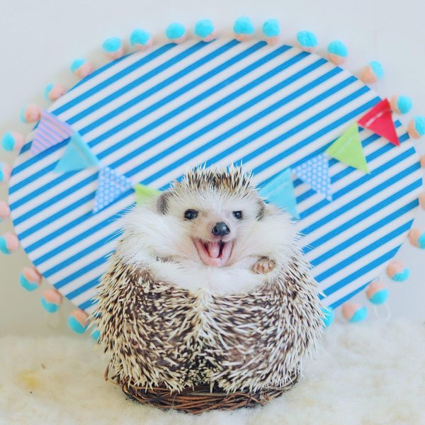 ежики смешные