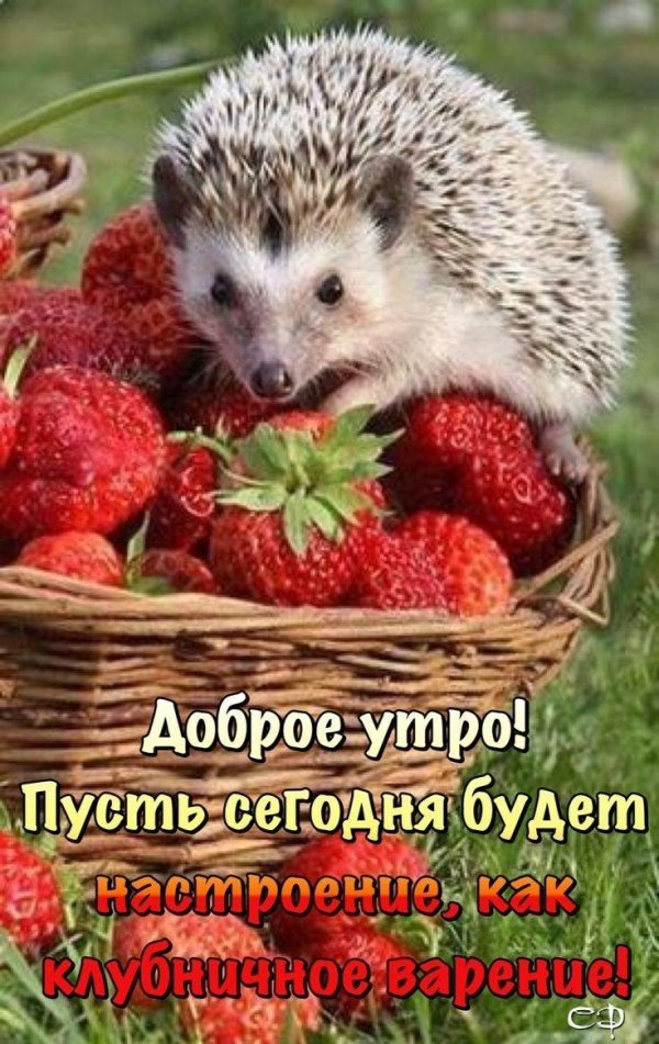 доброе утро доброе утро