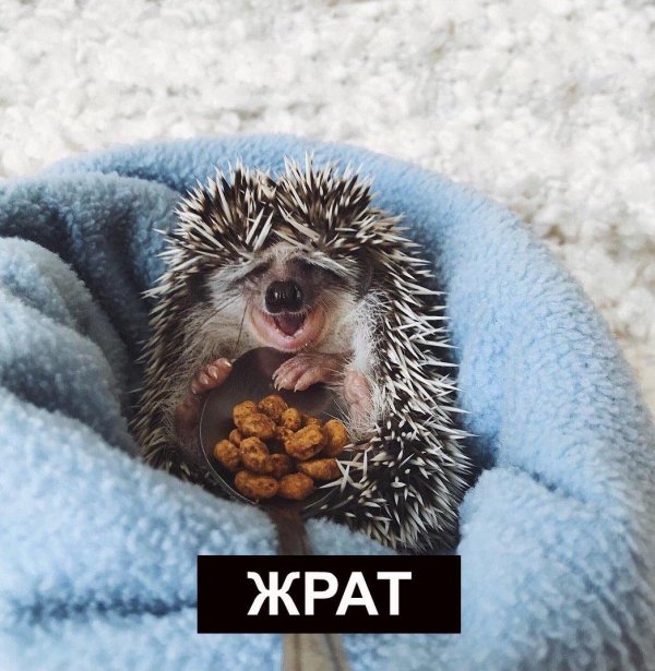 красивые ежики