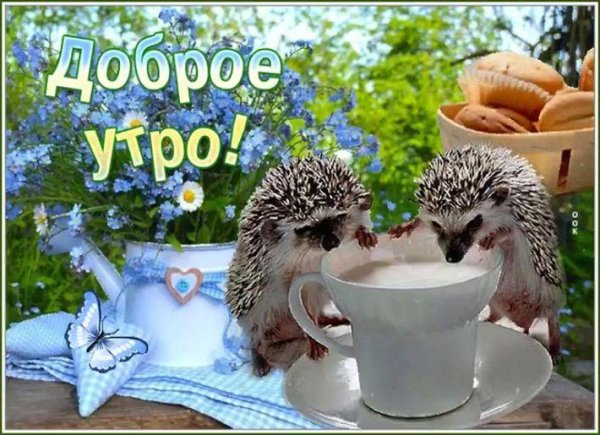 доброе утро с ежиками
