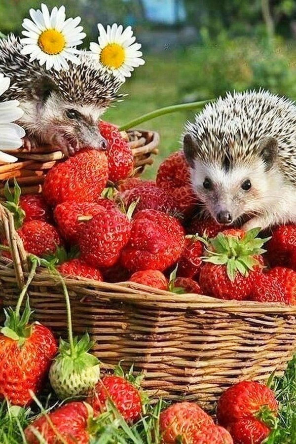 ёжики елены ерёминой 2020