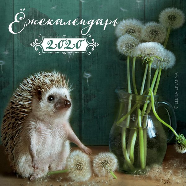 тетради тайная жизнь ежей