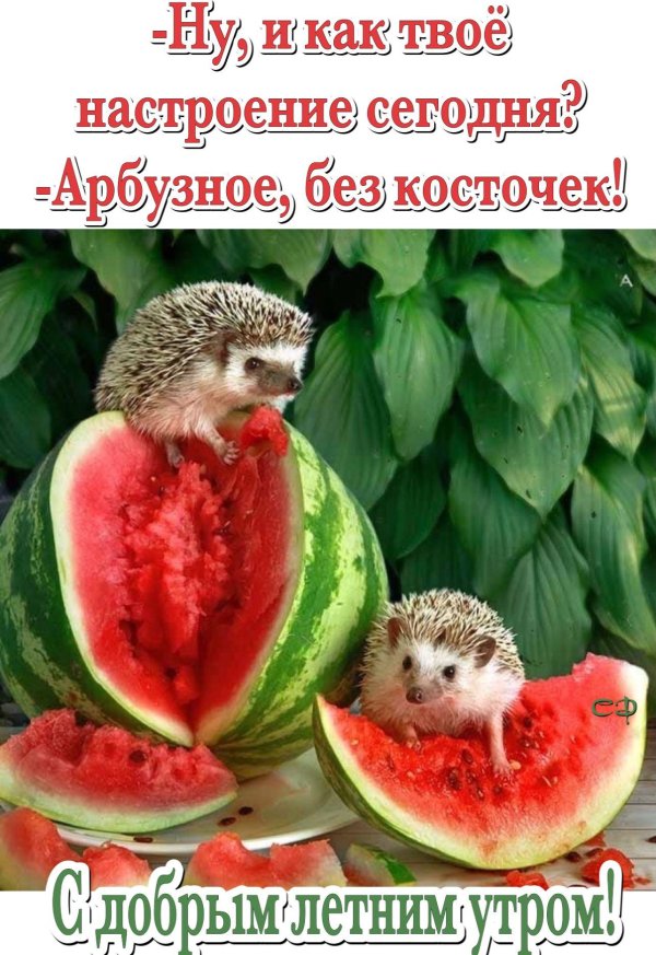 арбузного настроения