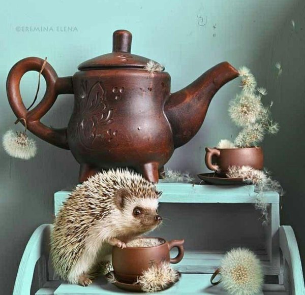 еремина елена тайная жизнь ежиков
