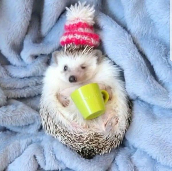 милые ежики