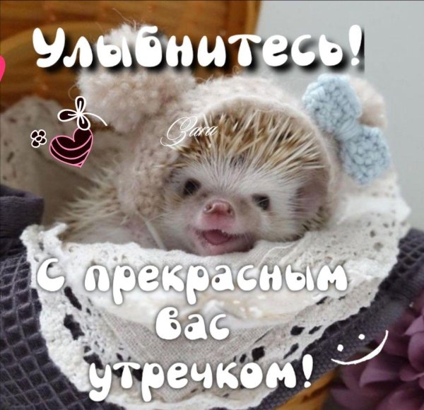 открытка доброе утречко прикольные