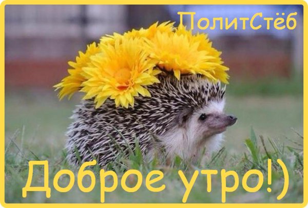 ёжик марутаро