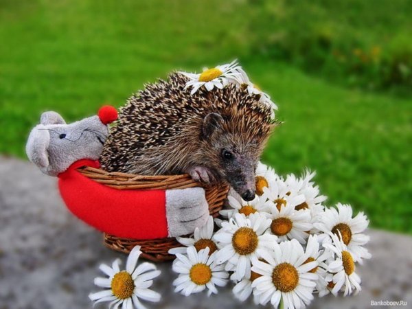ежик с цветочком