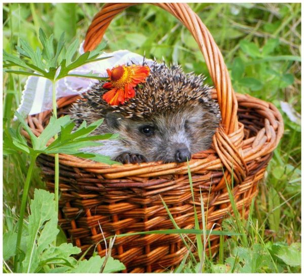 ежик лисичкин