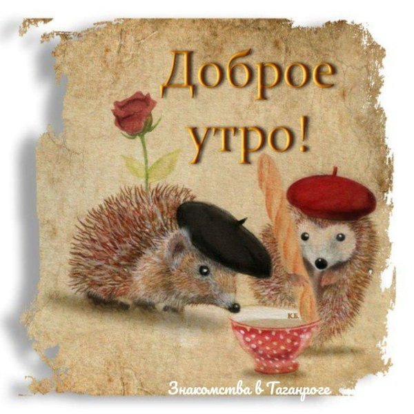 доброе утро от ежика