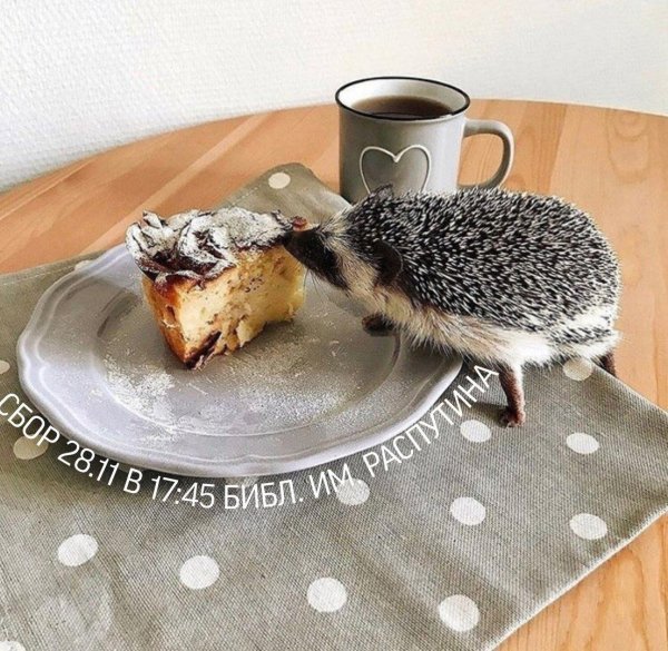 доброе утро еж