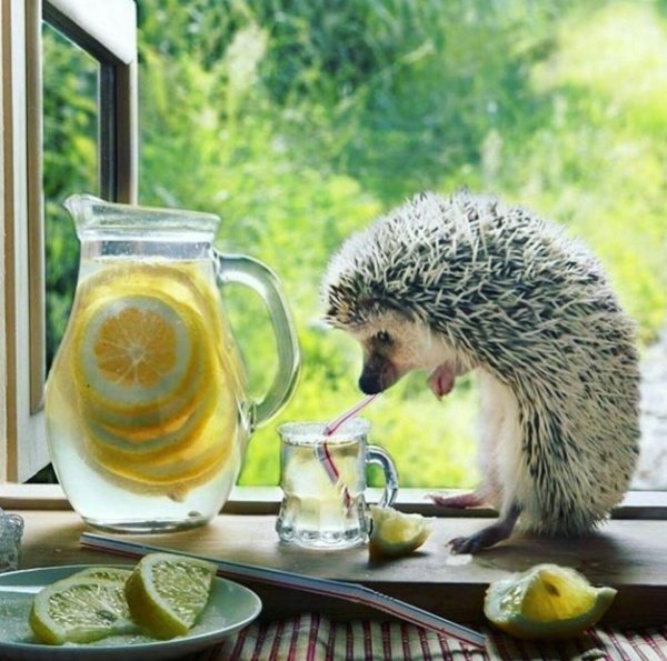 ёжики елены ерёминой 2020