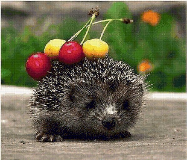 колючий ежик