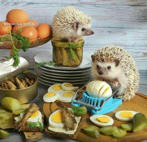 ёжики елены ерёминой