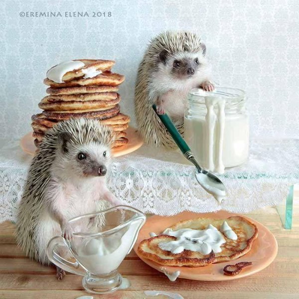 елена еремина ежики 2018