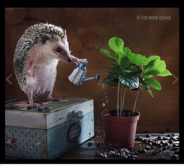 ежики смешные