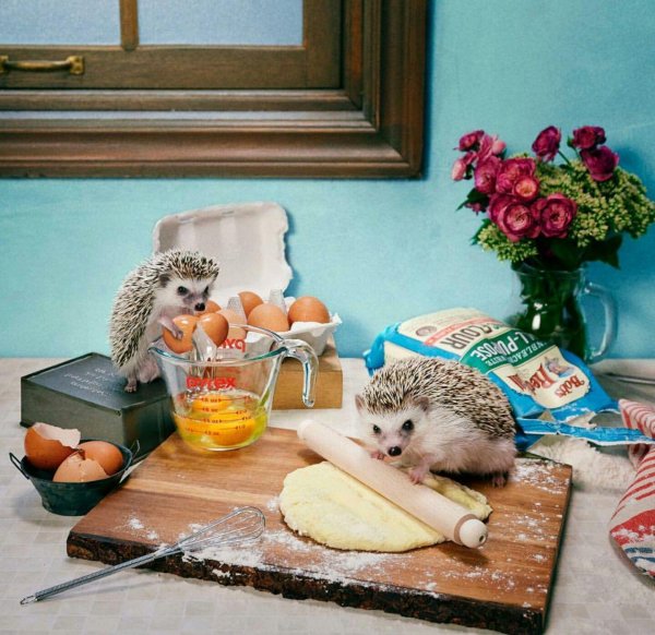 еремина елена тайная жизнь ежиков