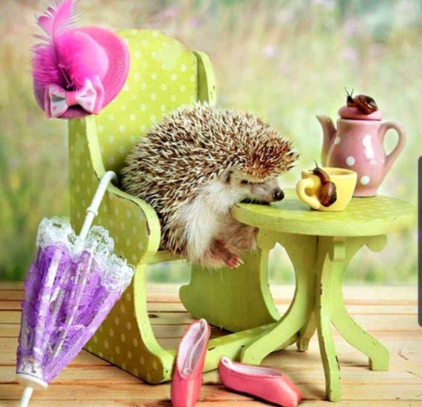 еремина елена тайная жизнь ежиков