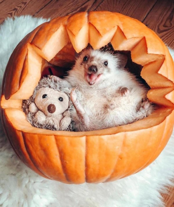 еж хэллоуин