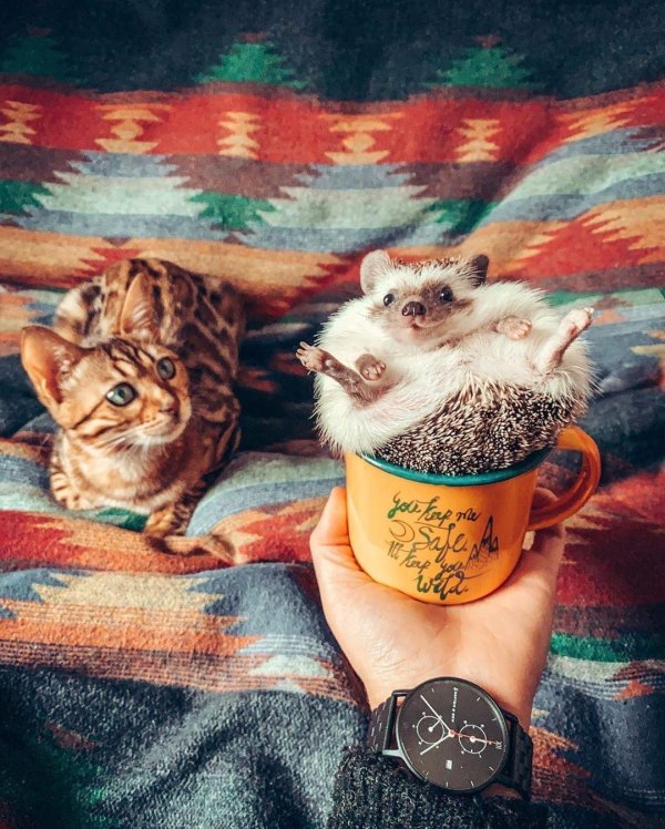 mrpokee очаровательный ёжпутешественник