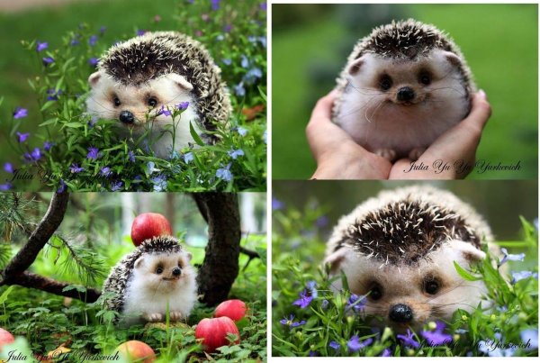 маленькие ежики