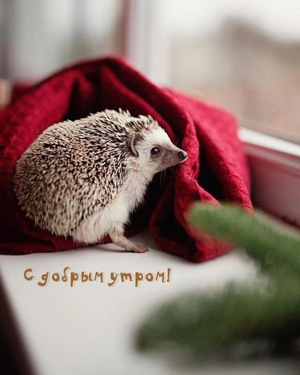 обыкновенный ёж