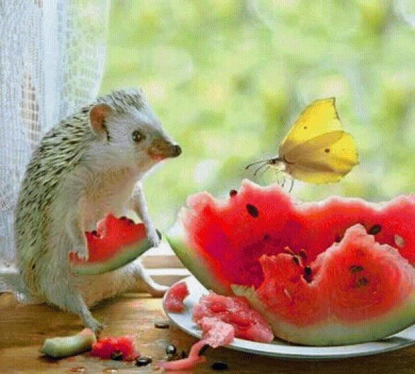 доброе утро ёжики смешные