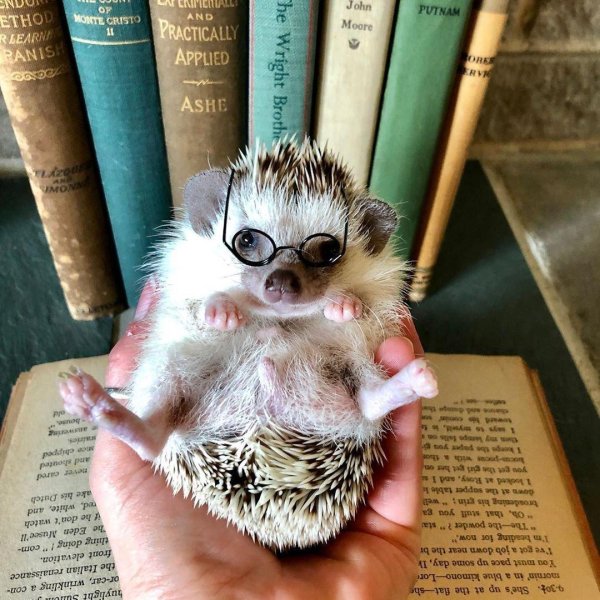 ежик прикольный