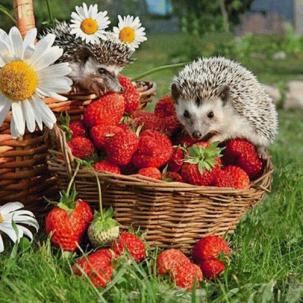 летние животные