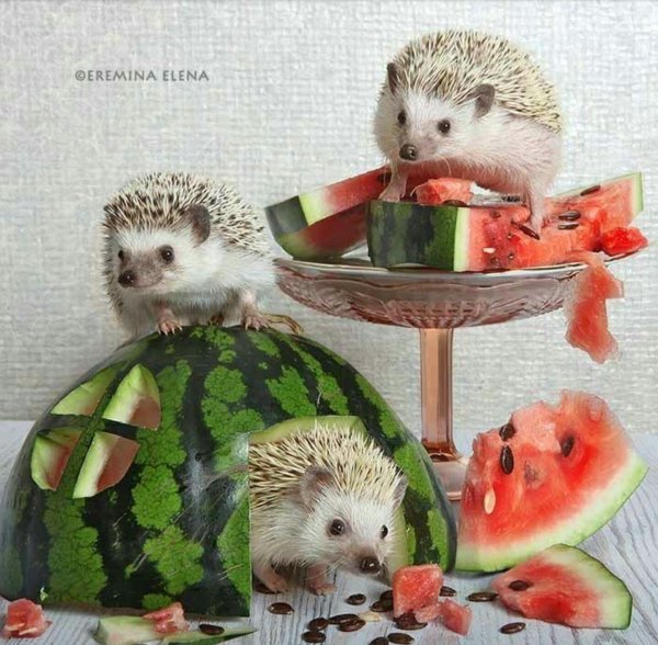 красивые ежики