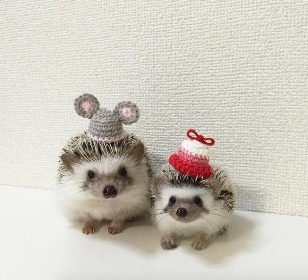 ежики милые