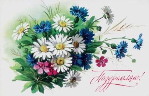 открытки ромашки и васильки