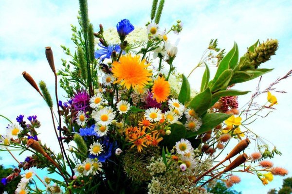 цветок полевой