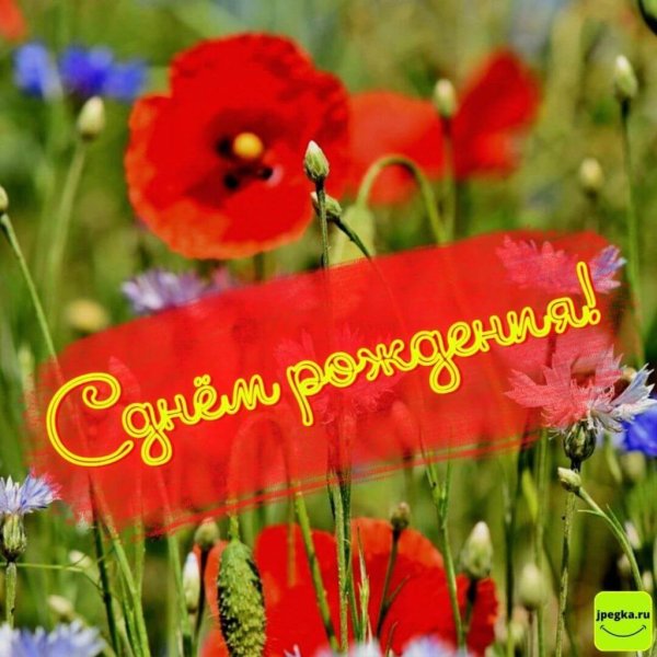 цветок полевой