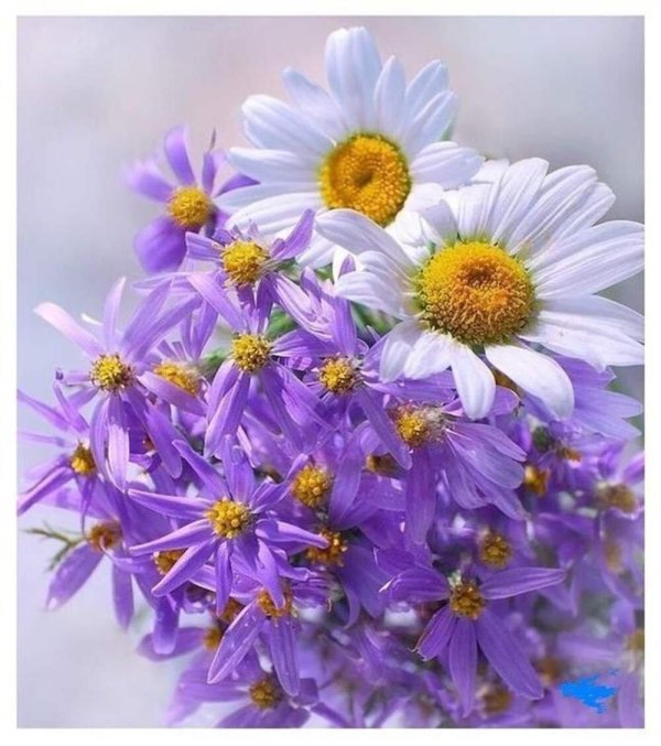 с ромашками