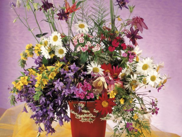 цветок полевой