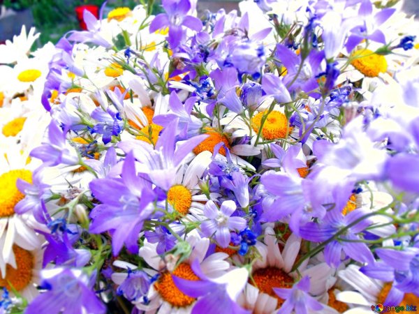 кампанула васильковая