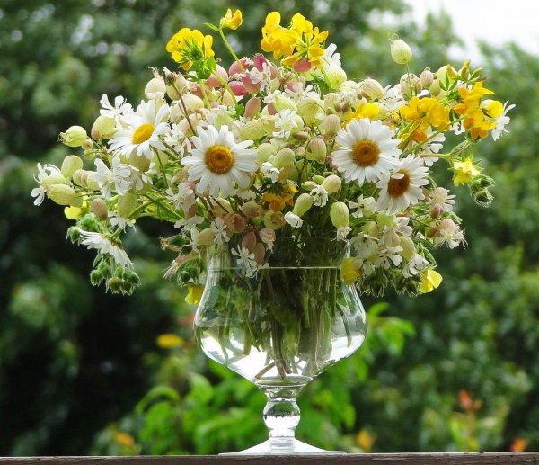 цветок полевой