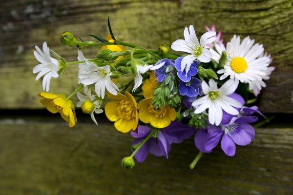 цветок полевой