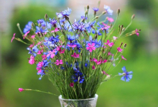 василек волошка