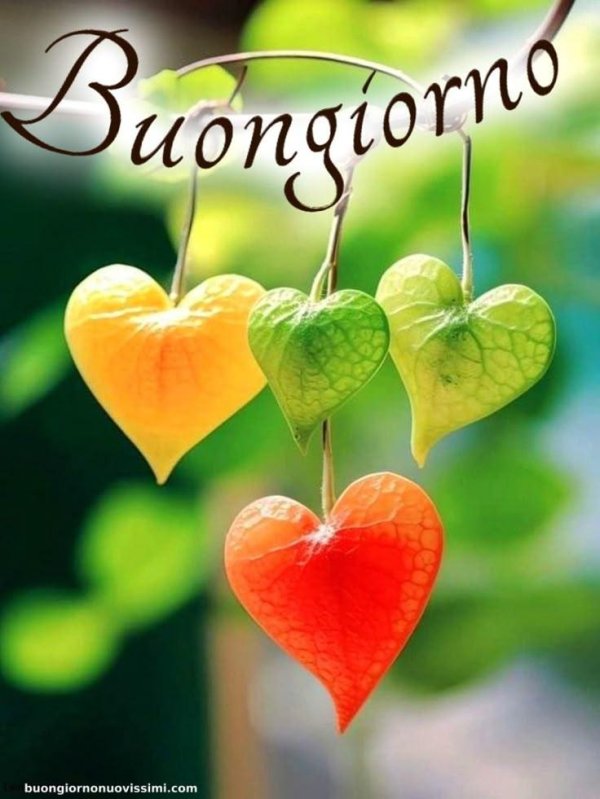 цветок сердце