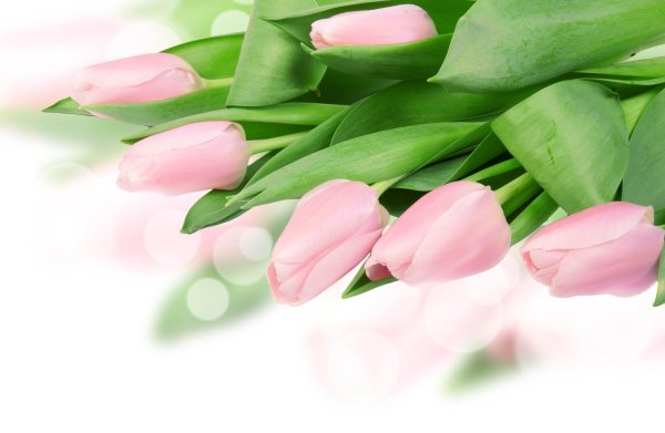 открытка с тюльпанами