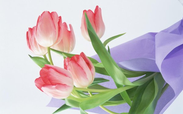 тюльпан цветок