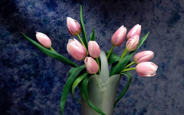 тюльпан в вазе