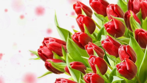 открытка с тюльпанами