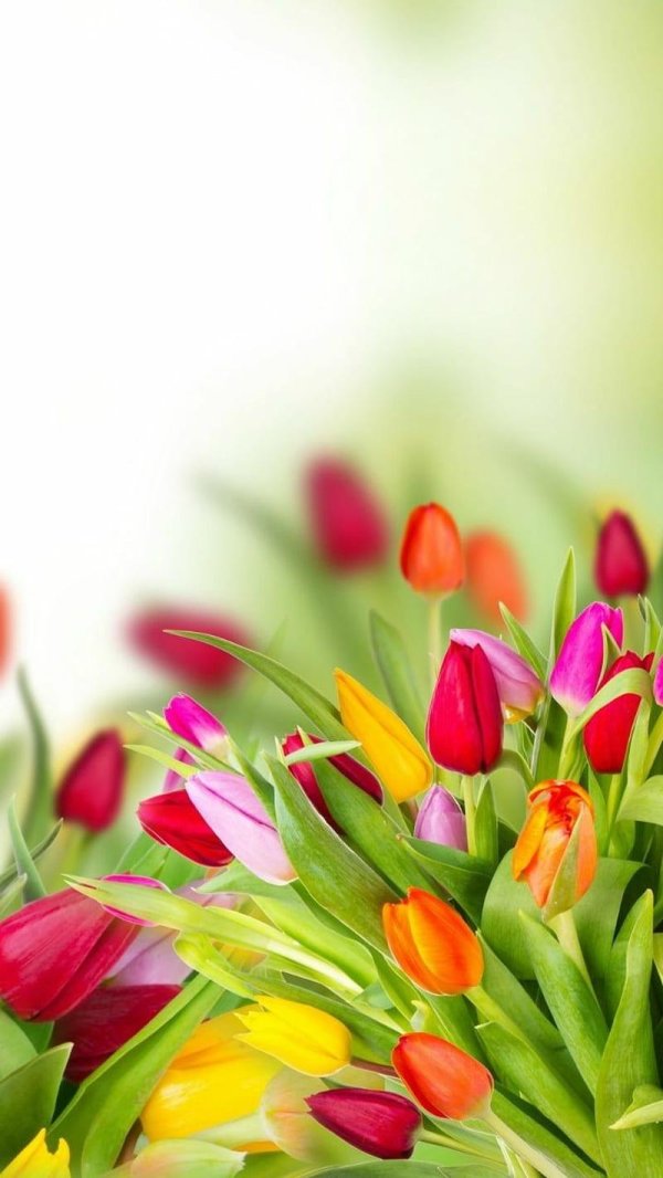много тюльпанов фон