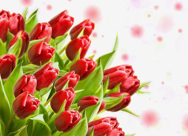 фон с тюльпанами