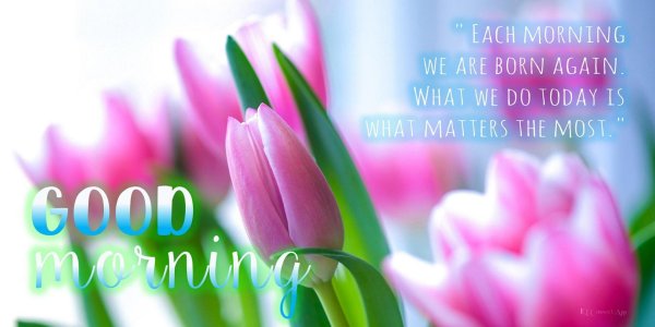 тюльпан vesna